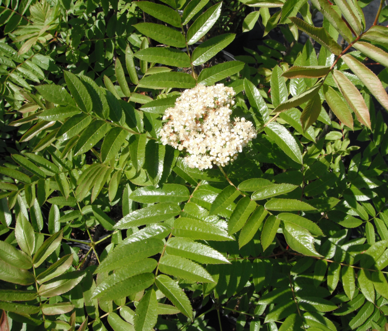 Sorbus scopulina leaves