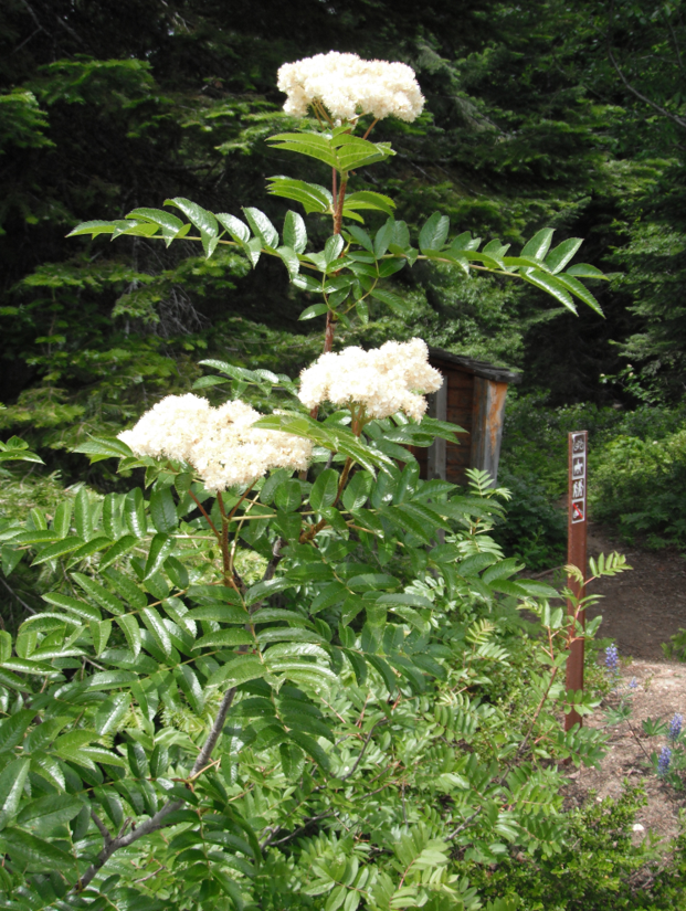 Sorbus scopulina shrub