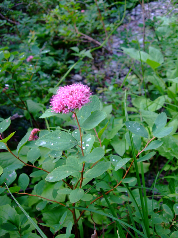 Green leaves and red stems - photos of Spiraea Splendens, Rosaceae