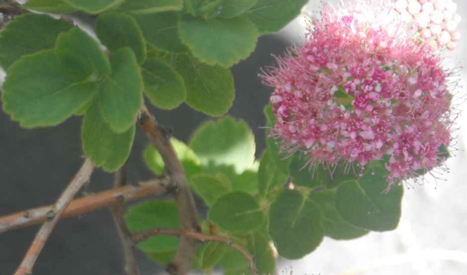 Subalpine Spiraea