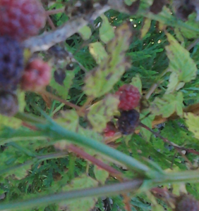 Blackcap Raspberry fruit