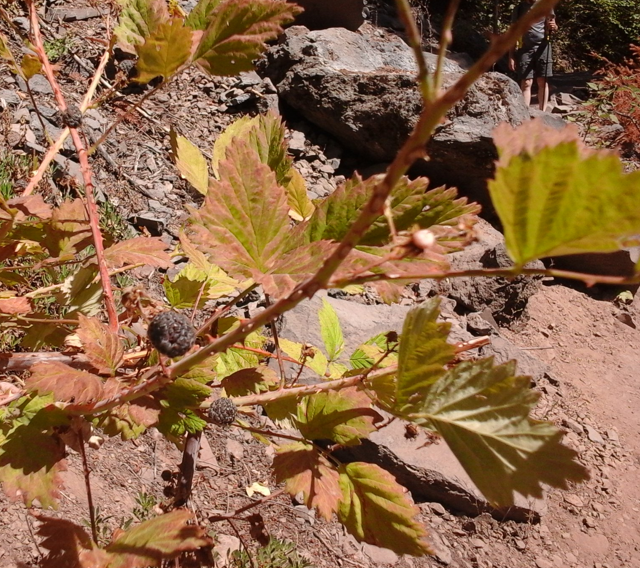 Blackcap Raspberry fruit2