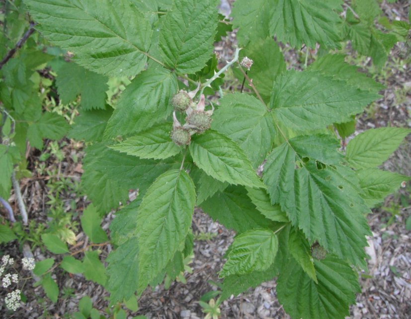 Blackcap leaves