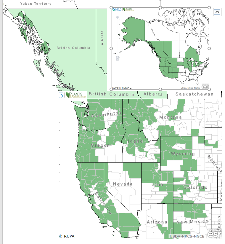 Thimbleberry, Rubus parviflorus Native Plants PNW