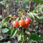 Rosa Pisocarpa fruit2