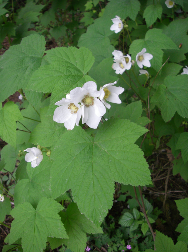 Thimbleberry flowers2