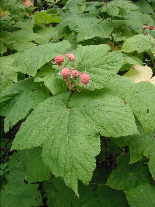 Thimbleberry fruit and leaves