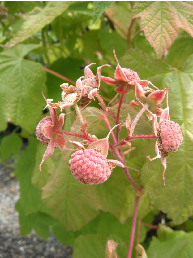 Thimbleberry fruit