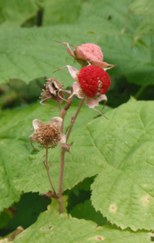 Thimbleberry fruit2