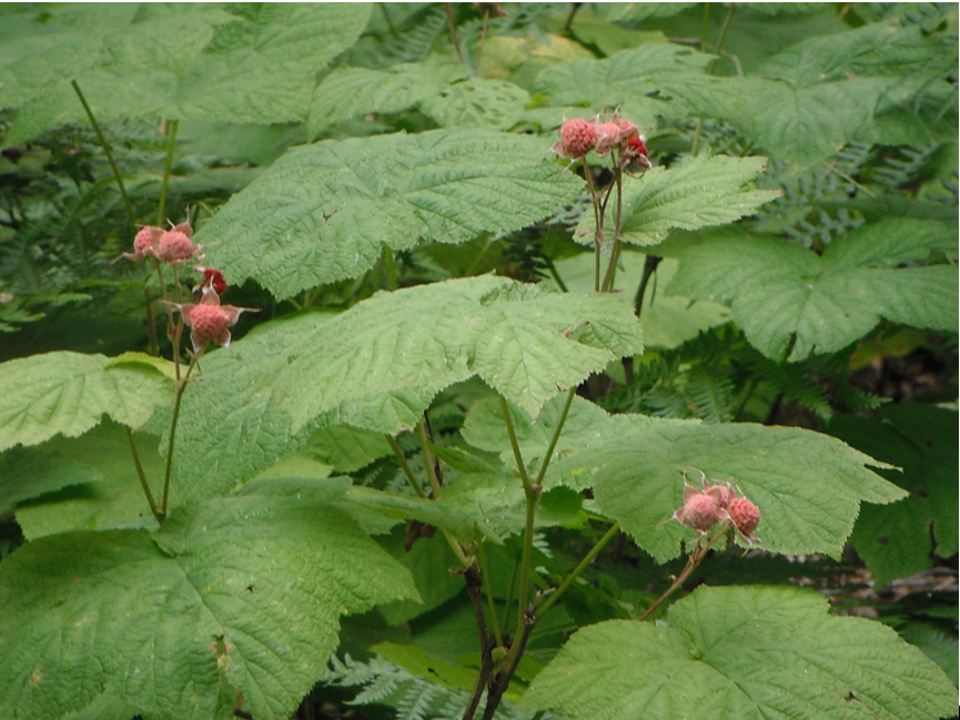 Thimbleberry plant