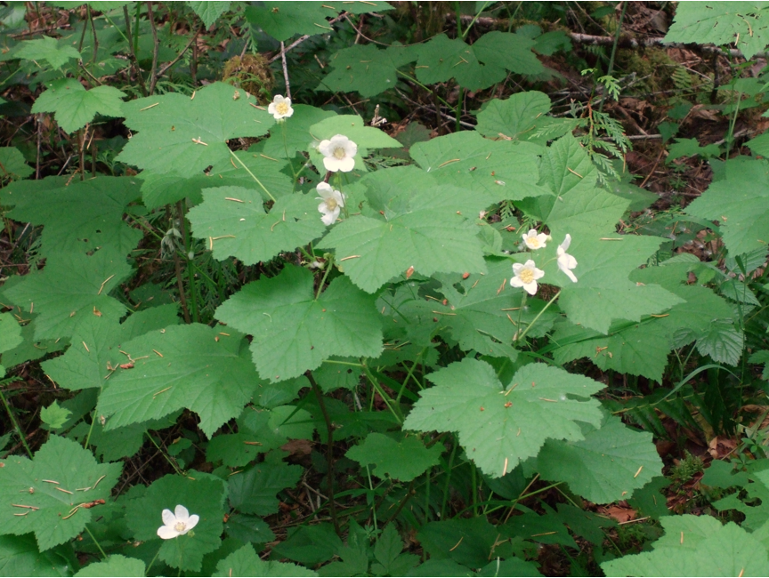 Thimbleberry plant2