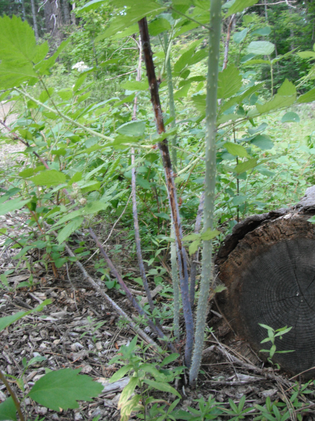 Whitebark Raspberry