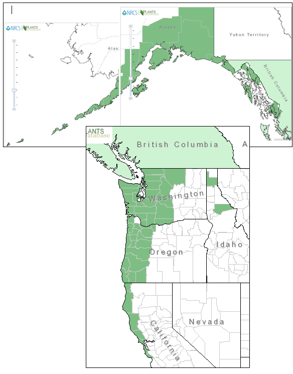Salmonberry, Rubus spectabilis Native Plants PNW