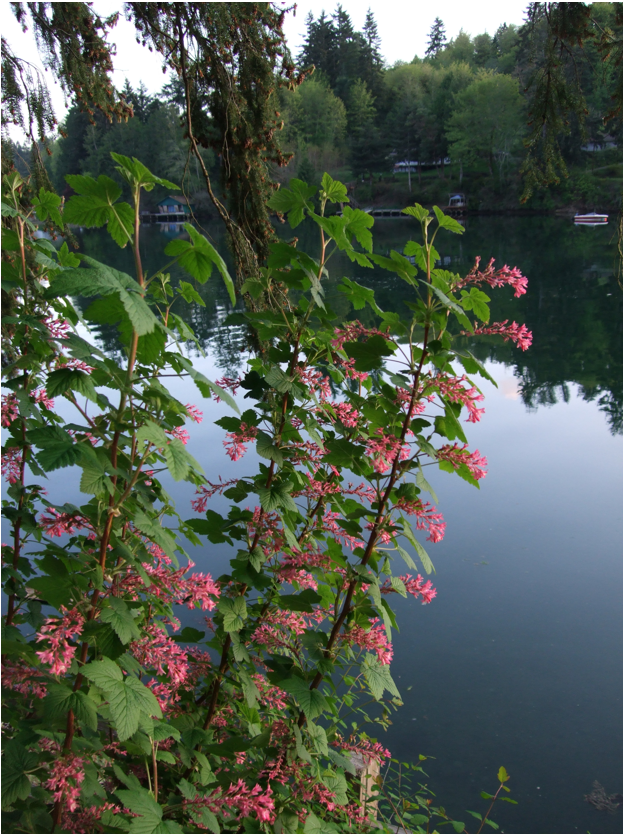 red flowering currant