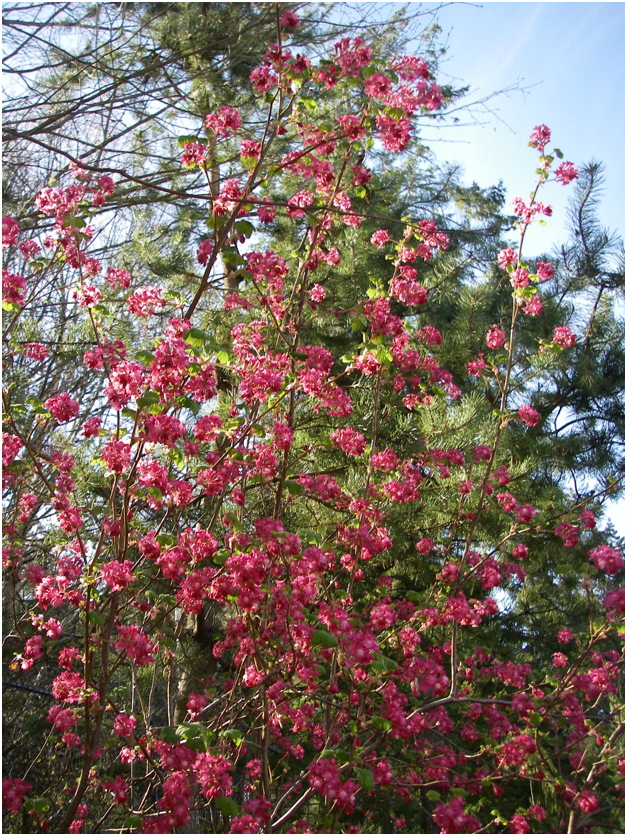 Red flowering currant shrub