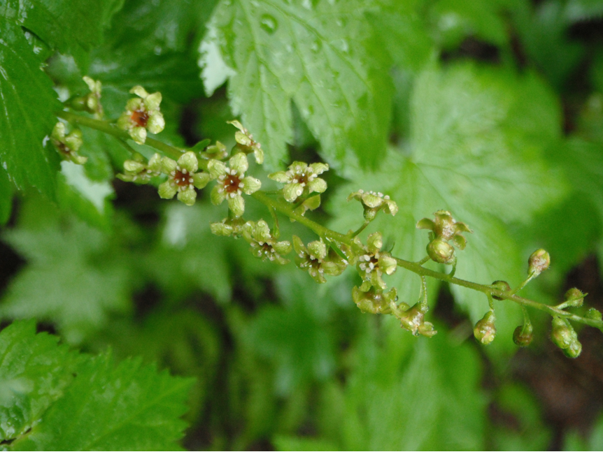 Ribes bracteosum flowers