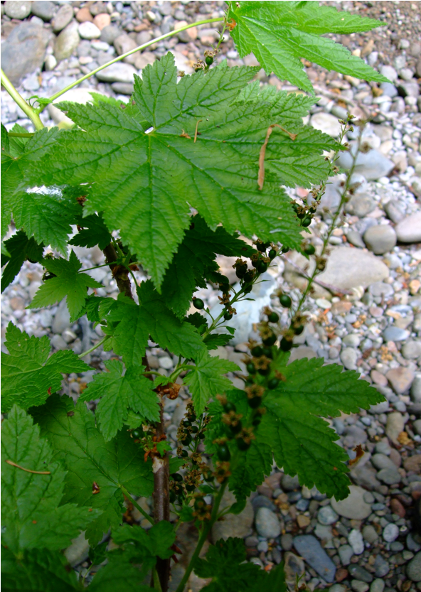 Ribes bracteosum2