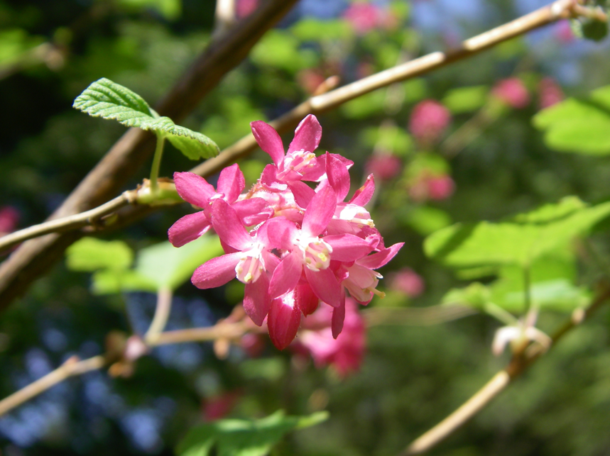 Ribes sanguinium flower cluster