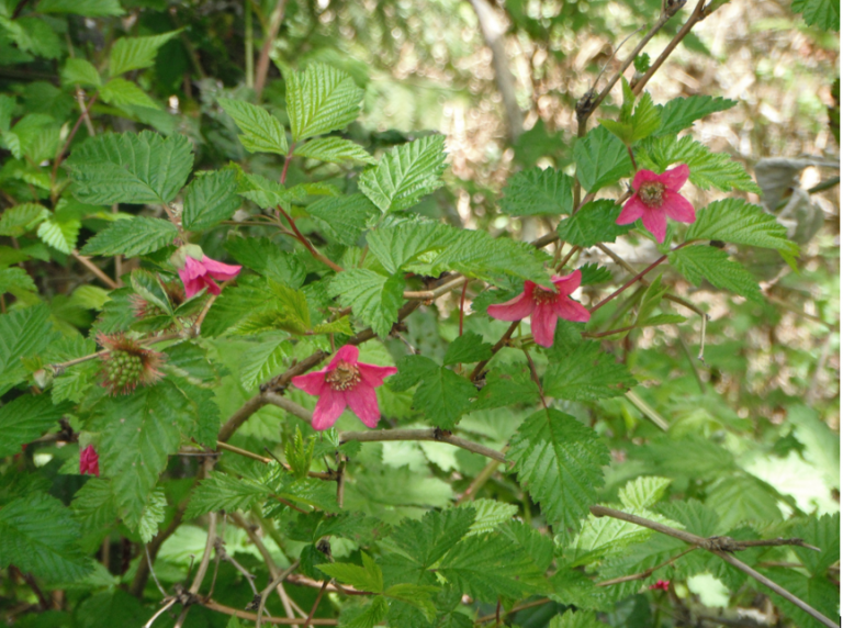 Salmonberry, Rubus spectabilis Native Plants PNW