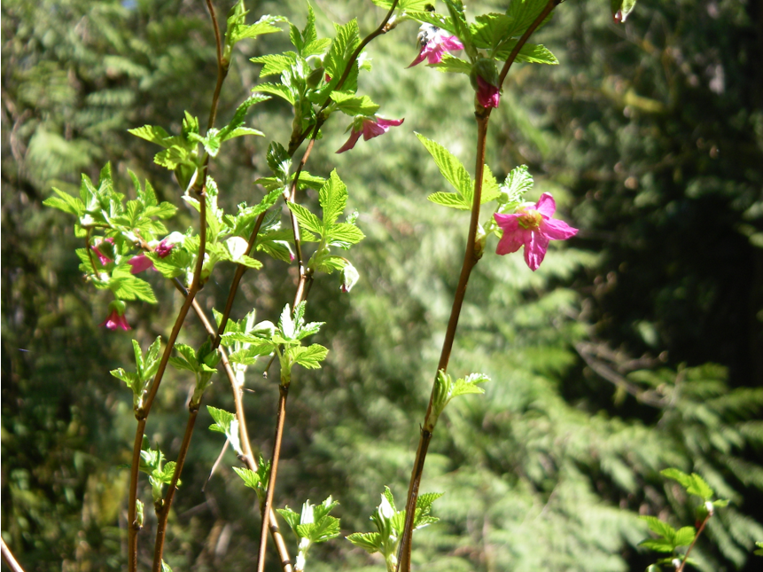 Rubus spectabilis canes