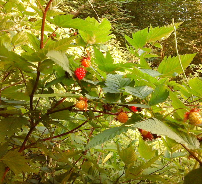 Salmonberry berries