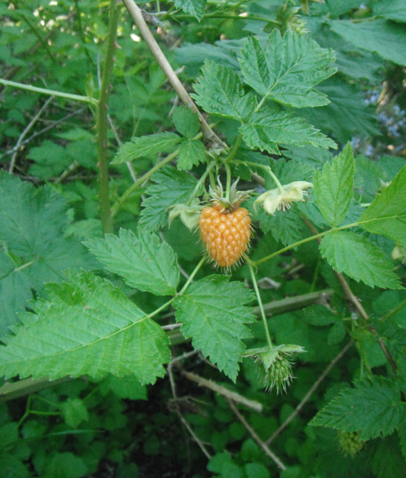 Salmonberry, Rubus spectabilis Native Plants PNW