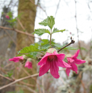 Salmonberry flower