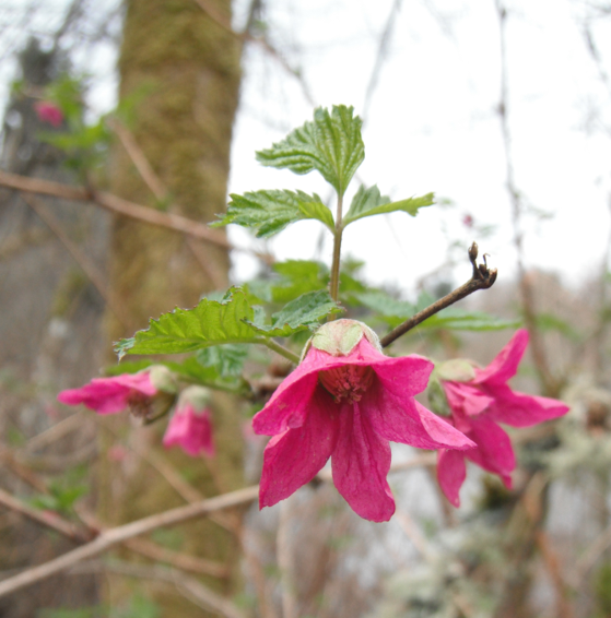Salmonberry, Rubus spectabilis Native Plants PNW