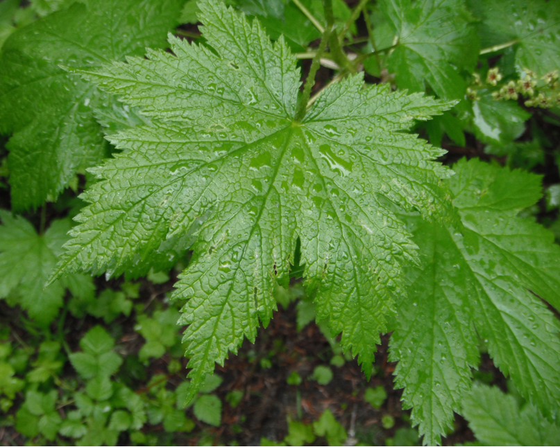 Stink Currant Leaf