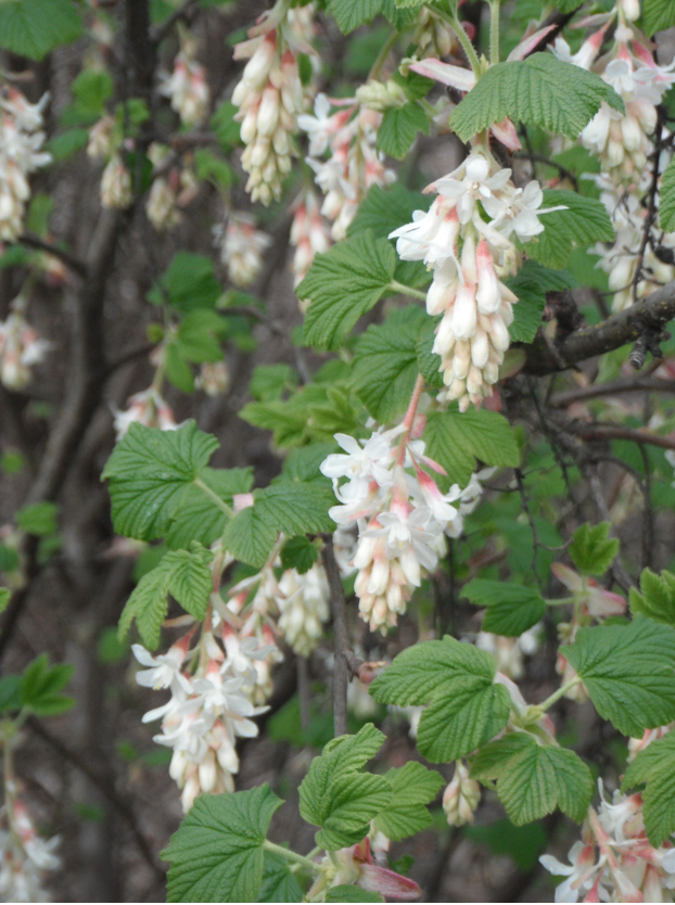 Red Flowering Currant, Ribes sanguineum | Native Plants PNW