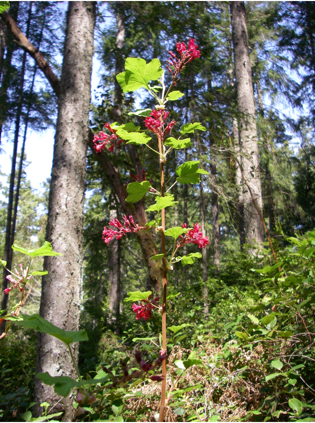 ribes sanguineum forest