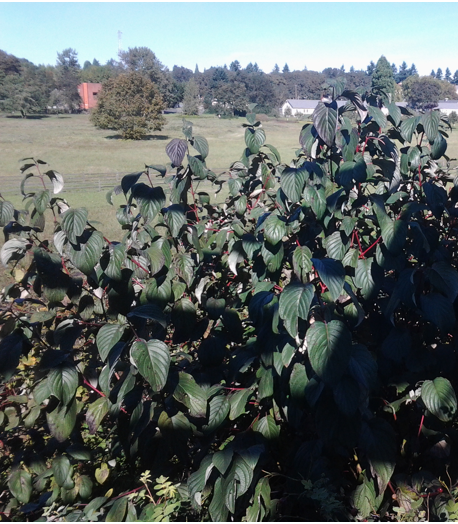 cornus-sericea-shrub