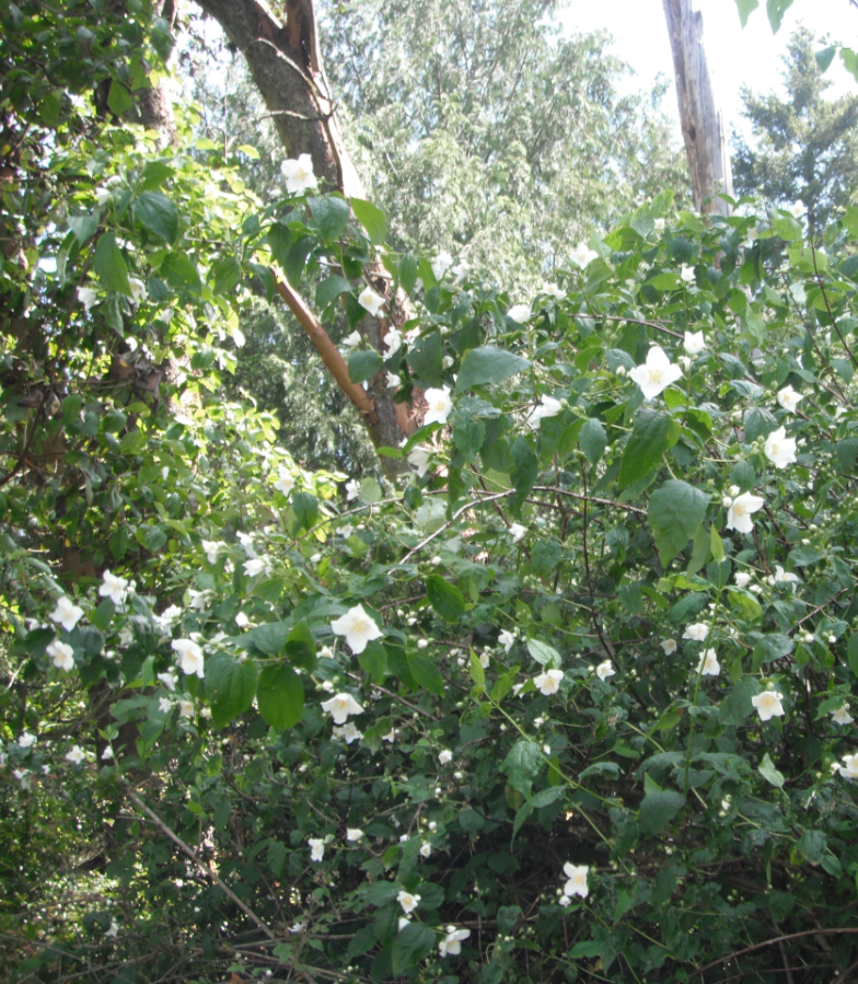 is mock orange poisonous to dogs