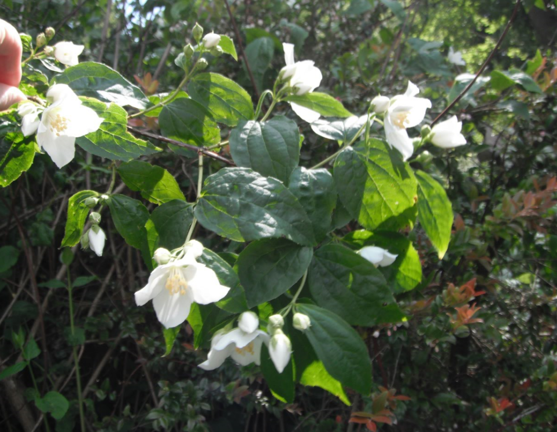 philadlphus-lewisii-flowers