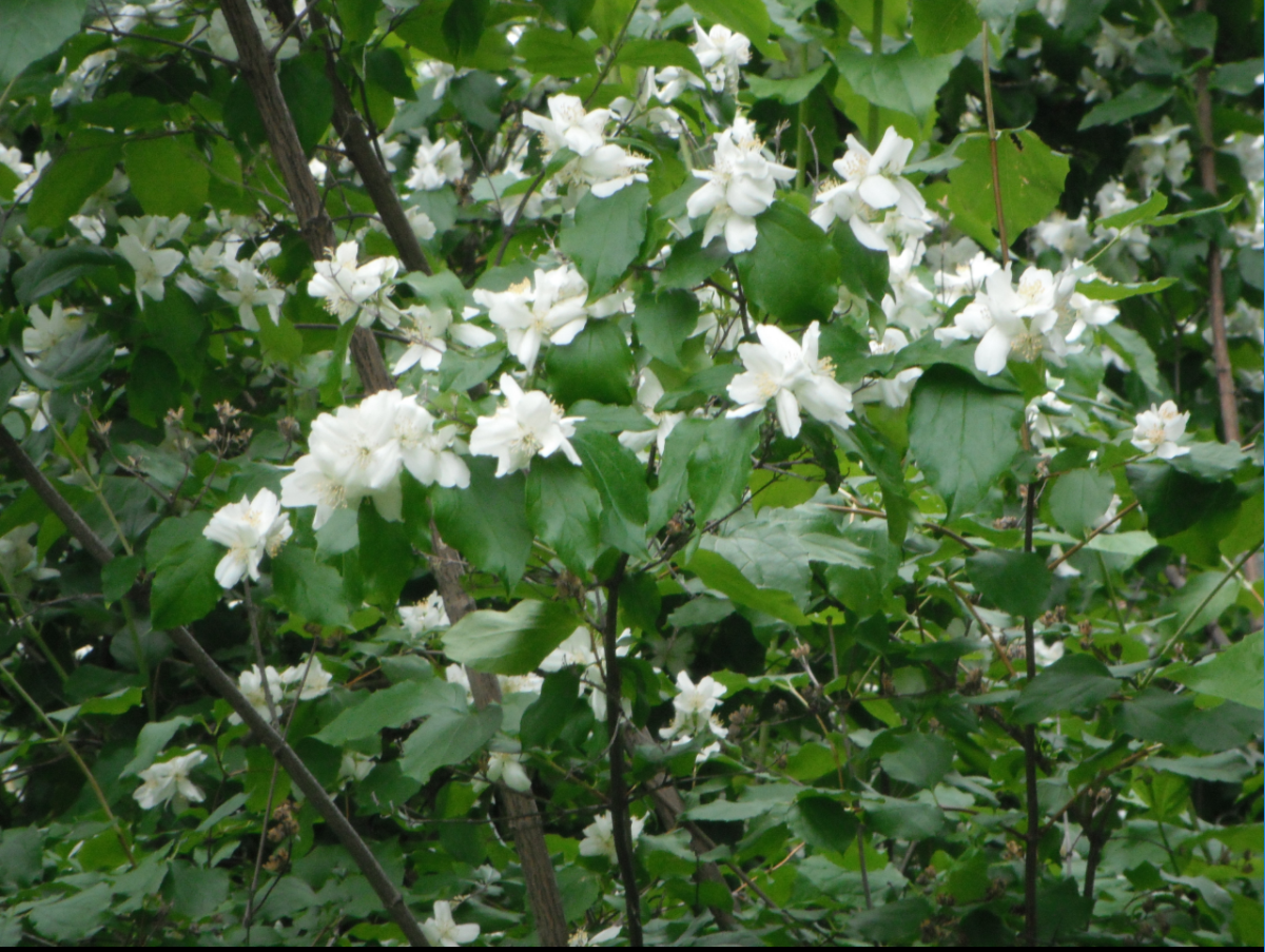 is mock orange poisonous to dogs