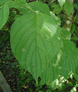 red-twig-dogwood-leafpng