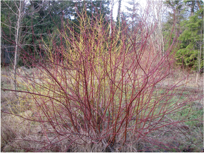 Red Twig Dogwood variety with a Yellow Twig Dogwood (Cornus sericea 'Flaviramea') in the background.