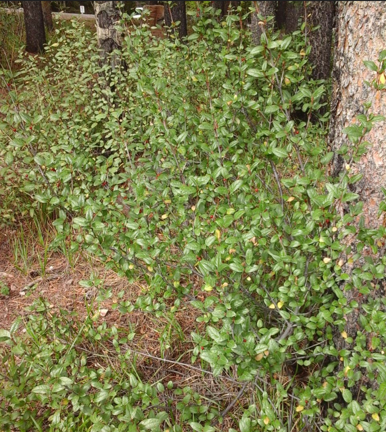 shepherdia-canadensis-shrub