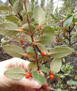 shepherdia-canadesis-leaves