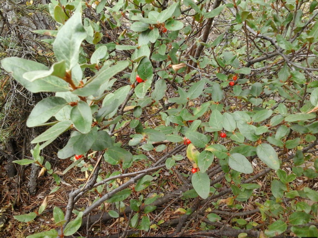 soapberry