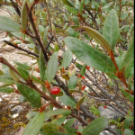 soapberry-plant