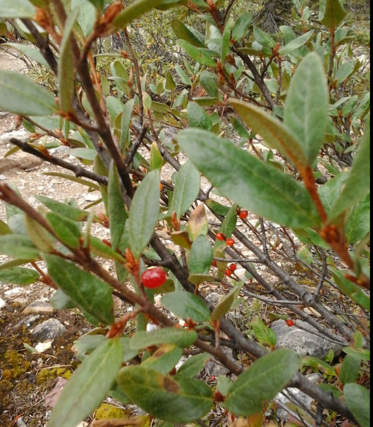 The red, almost translucent, berries are high in saponins and can be whipped into a froth.