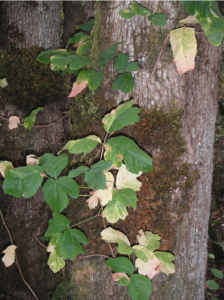 climbing-poison-oak