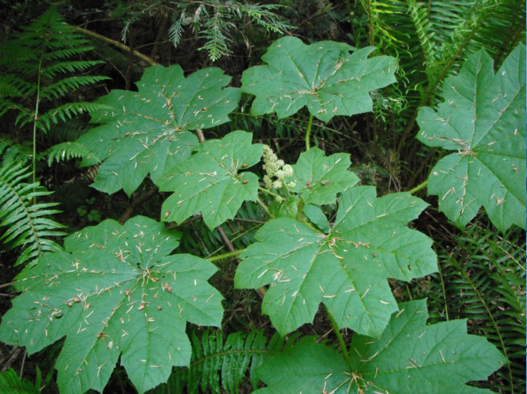 devils-club-with-ferns