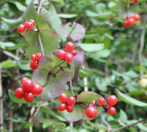 Fruits are translucent red berries.