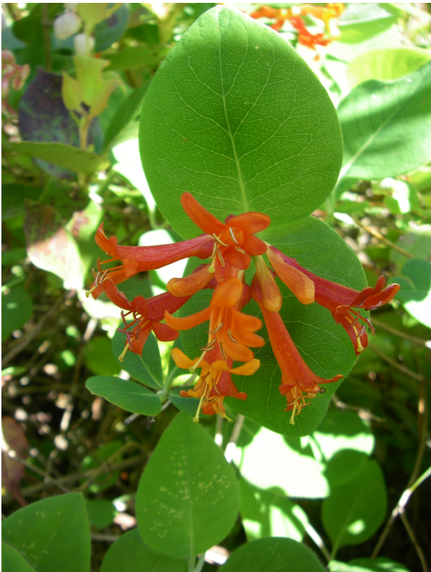 Tubular flowers flare to 5 lobes at the end.