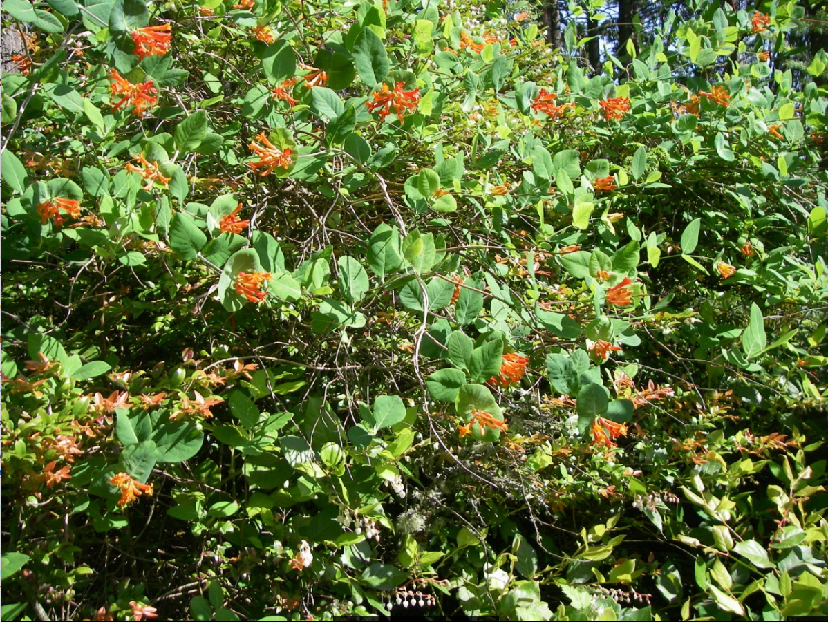 Lonicera ciliosa vine