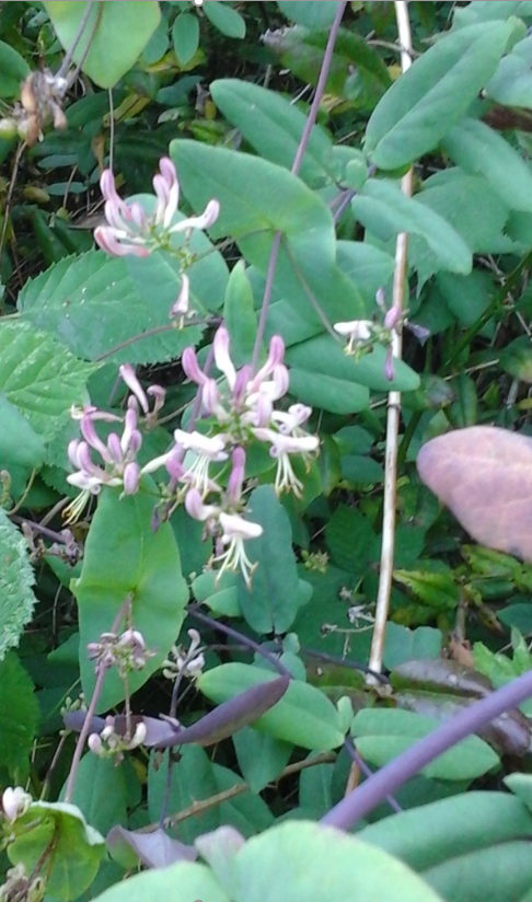 Lonicera hispidula