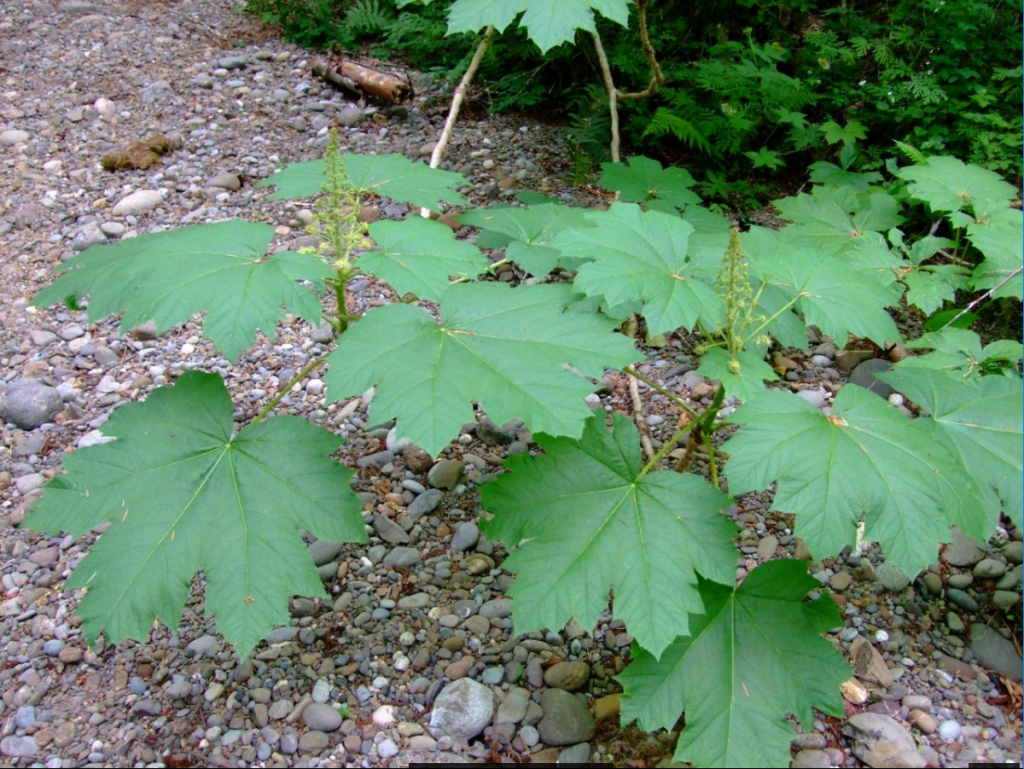 oplopanax-horridus-plant