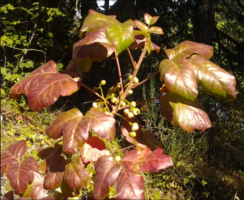 poison-oak-berries